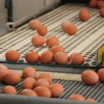 Sauder’s Eggs
